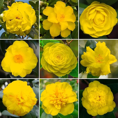 Vibrant yellow camellia shrub - vibrant,