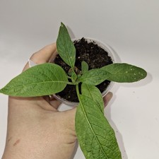 Brugmansia White Angel Trumpet