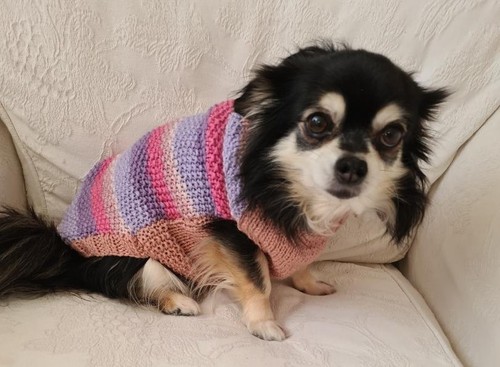 Hand knitted chihuahua - hand,