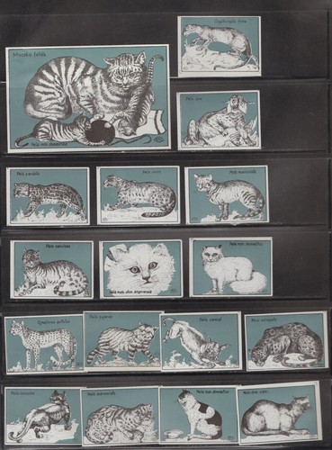 Matchbox labels hungary cats - hungary-cats,