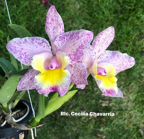 Rare cattleya rlc - rlc., cecilia