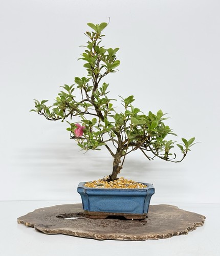 Way life bonsai tree - of,