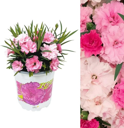 Dianthus love you plant in - you',