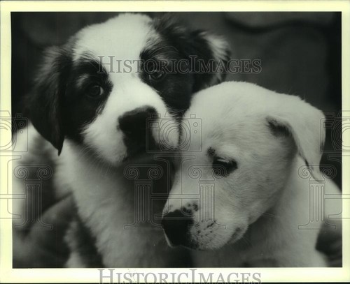 1989 press photo mixed breed - 1989,