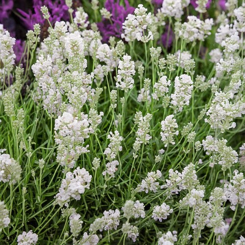 English lavender angustifolia - english,