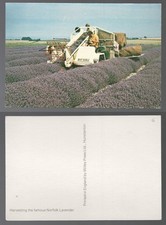Harvesting Famous Norfolk Lavender uncirculated postcard