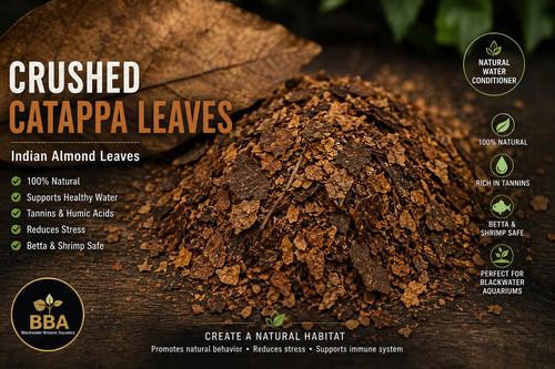 Crushed catappa leaves indian - crushed,