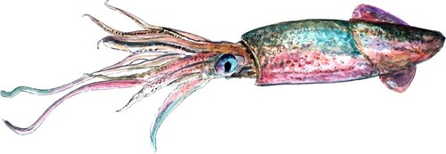 Squid saltwater ocean life - squid,