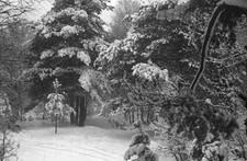 Snowy scenes at Oxshott during