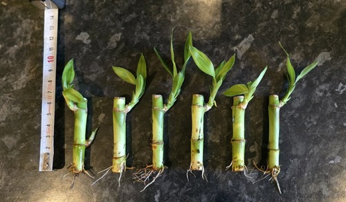 Small lucky bamboo stems - 6,