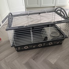 Large rabbit guinea - guinea, pig