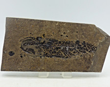 Extinct Fossil Fish Osteolepsis Panderi Devonian Caithness  Scotland UK + Stand