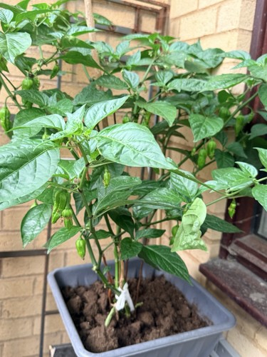 Chilli pepper naga - naga, plant