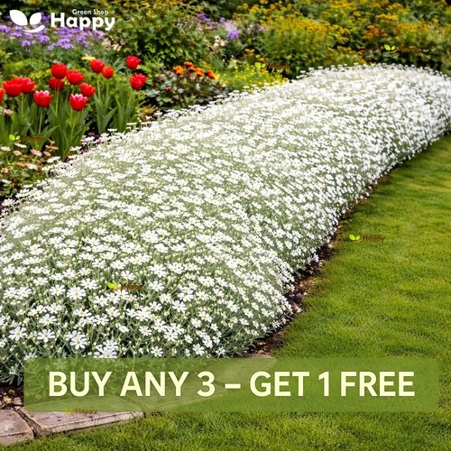 Snow summer seeds 1300 - |,