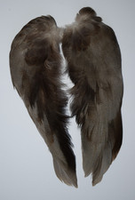 Complete set of Bronze Mallard