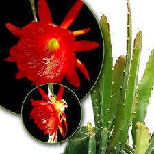 Epiphyllum Red Tip trailing Cactus – House Plant Rooted cutting 5-6in 