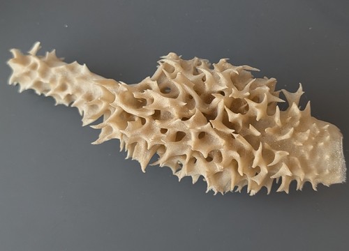 Dried sea plant coral skin - dried, plant,