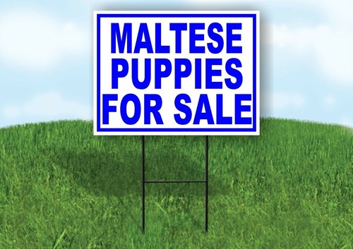 Maltese puppies for sale blue - puppies,