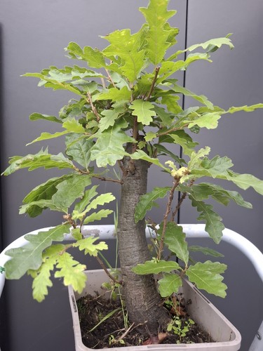 Chunky yamadori oak bonsai - yamadori,