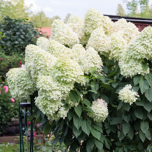 Hydrangea paniculata unique - hydrangea, 'unique'
