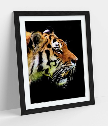 Tiger head framed - art, poster
