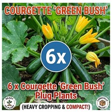 Courgette green bush - courgette, bush’