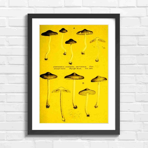 Vintage botanical mushroom - vintage,