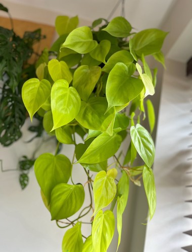 Lemon lime 1 leaf - lime,