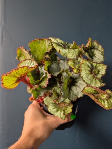 Begonia escargot plant live - begonia,