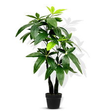 80cm Artificial Pachira