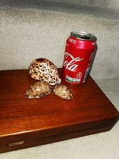 3 Vintage Rare Polished Seashells Sea Shells Pacific Ocean