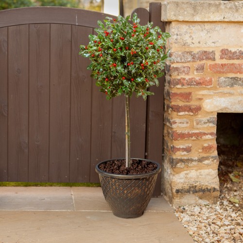 Holly tree ilex blue maid - holly, maid'