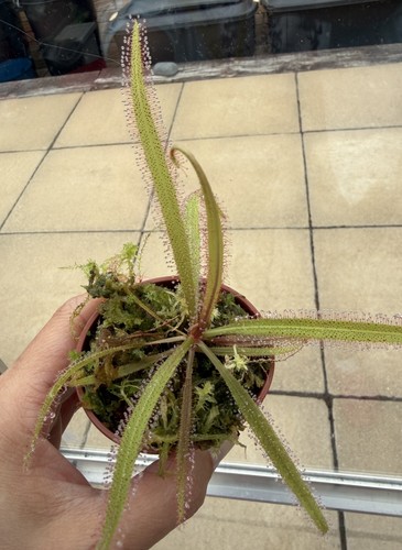 Drosera adelae carnivorous - adelae,