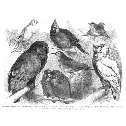 Prize birds canary waxbill - prize, canary,