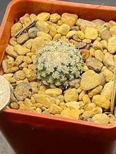 turbinicarpus pelecyphora