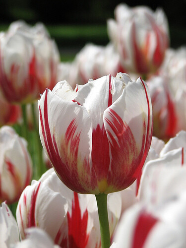 Tulips happy generation - tulips,
