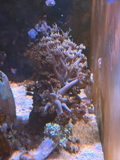 Stunning  Purple  Goniopora