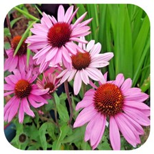 Echinacea purpurea 6 large - echinacea, x