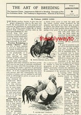 White Crested Black Polish & Silver Grey Dorkings, Chickens, Book Illustration