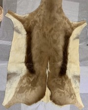 Springbok Skin - From South