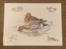 Nigel Hemming Wigeon Ducks Red