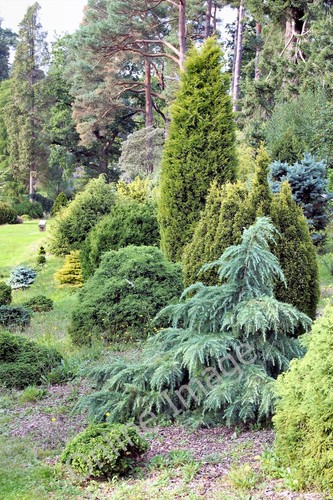 Photo 12x8 bedgebury pinetum - bedgebury,