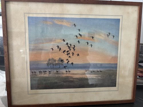 Peter scott print white - scott,