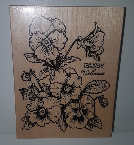 New psx pansy - new, botanical