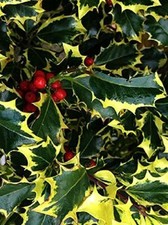 Ilex Madame Briot Golden Variegated Holly Plant Large 3ft in a 3 Litre Pot