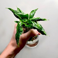 ❗️RARE & NEW❗️1 x