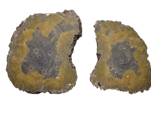 Devonian phillipsastraea - devonian,