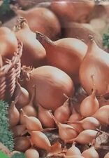 Japanese Winter Onion Sets