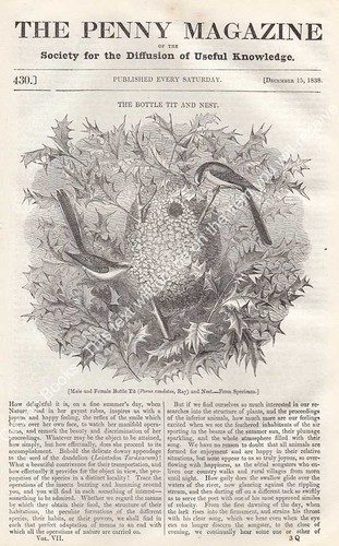 The bottle tit male female - bottle, &