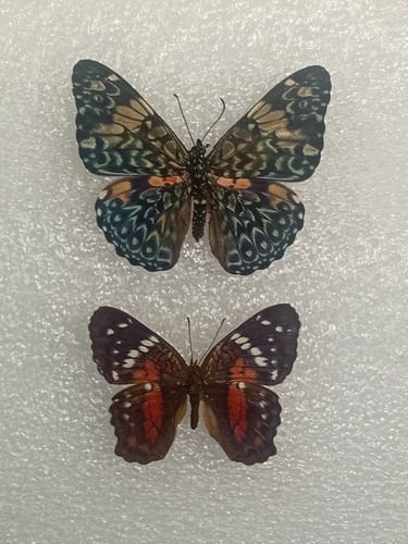 Red cracker butterfly bundle - red,